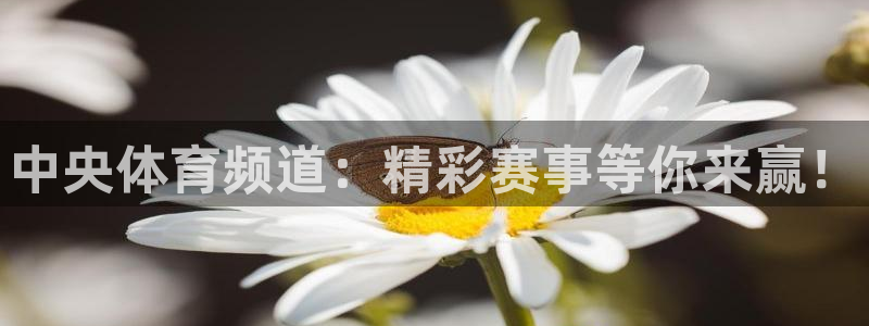 龙门直播nba免费直播入口：中央体育频道：精彩赛事等你来赢！
